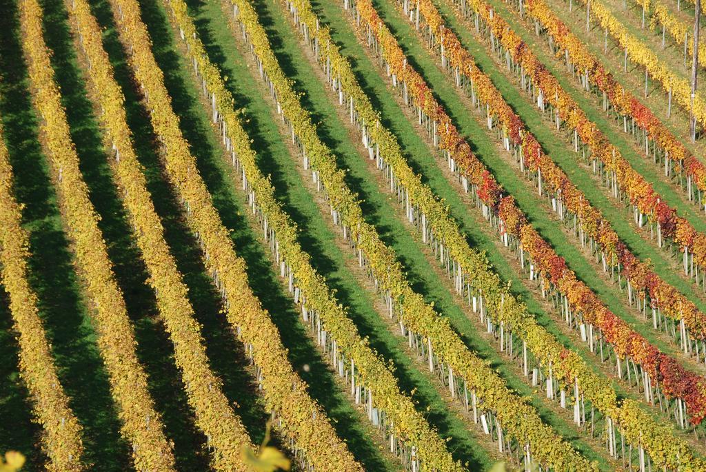 Winzerhof Familie Kloeckl Lägenhet Klöch Exteriör bild
