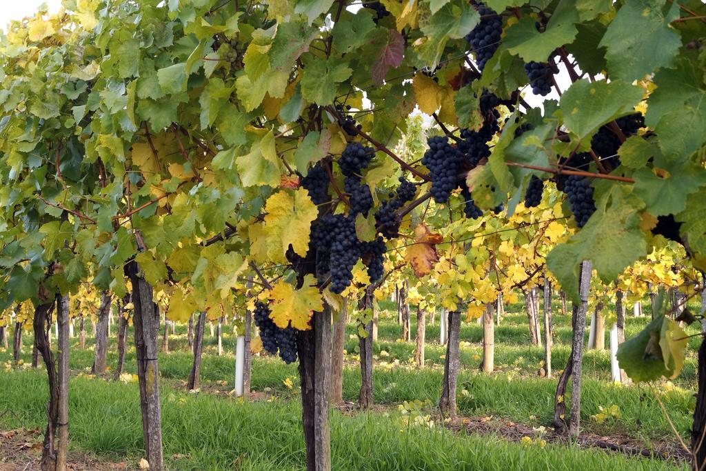 Winzerhof Familie Kloeckl Lägenhet Klöch Exteriör bild