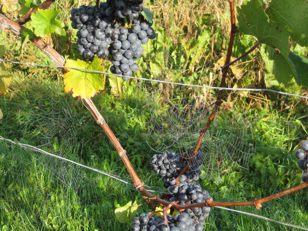 Winzerhof Familie Kloeckl Lägenhet Klöch Exteriör bild